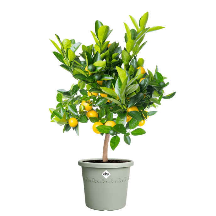 algarve cilindro 30cm tijmgroen